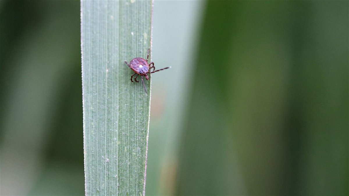 <i>BSIP/Universal Images Group via Getty Images/FILE</i><br/>Lone star ticks can transmit a sugar called alpha-gal in their saliva that gives people an allergy to red meat.