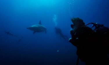 Divers from the Blue Ocean Dive Resort swim with black-tip sharks and other fishes during a baited shark dive in Umkomaas near Durban