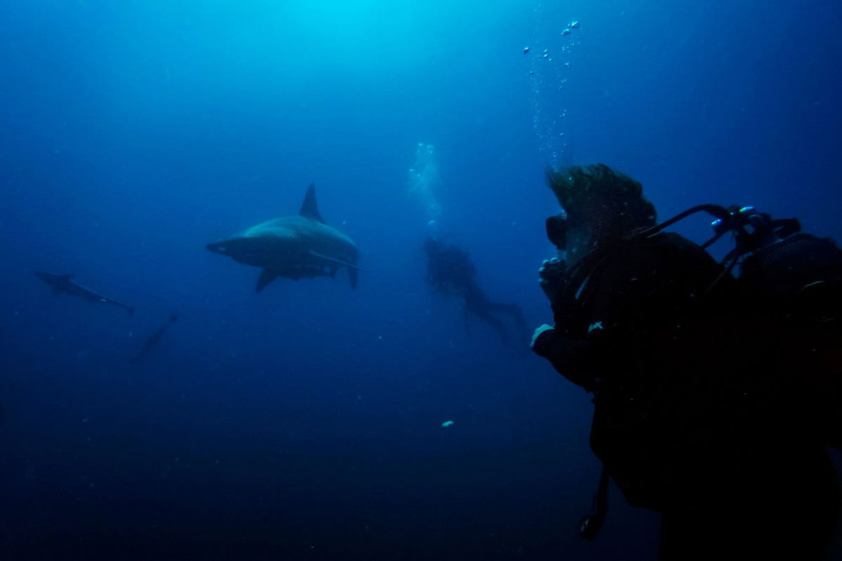 <i>Michele Spatari/AFP/Getty Images</i><br/>Divers from the Blue Ocean Dive Resort swim with black-tip sharks and other fishes during a baited shark dive in Umkomaas near Durban