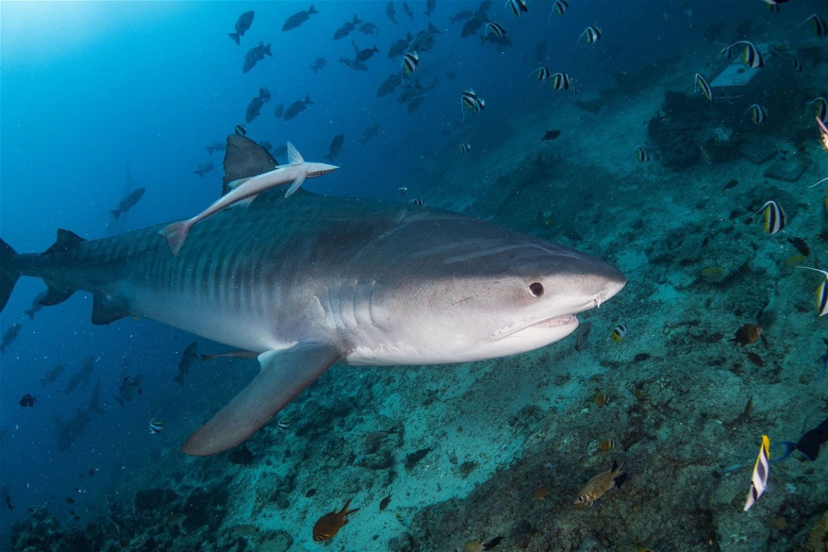 Sharks are millions of years older than dinosaurs and 5 other facts that  may surprise you - KTVZ