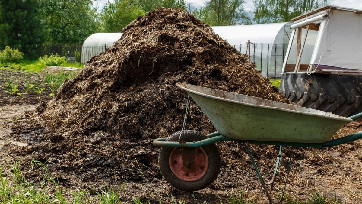 <i>Mieszko9/iStockphoto/Getty Images</i><br/>A man was sentenced to over six years in prison for running a multimillion-dollar scheme where he pretended to turn cow manure into green energy