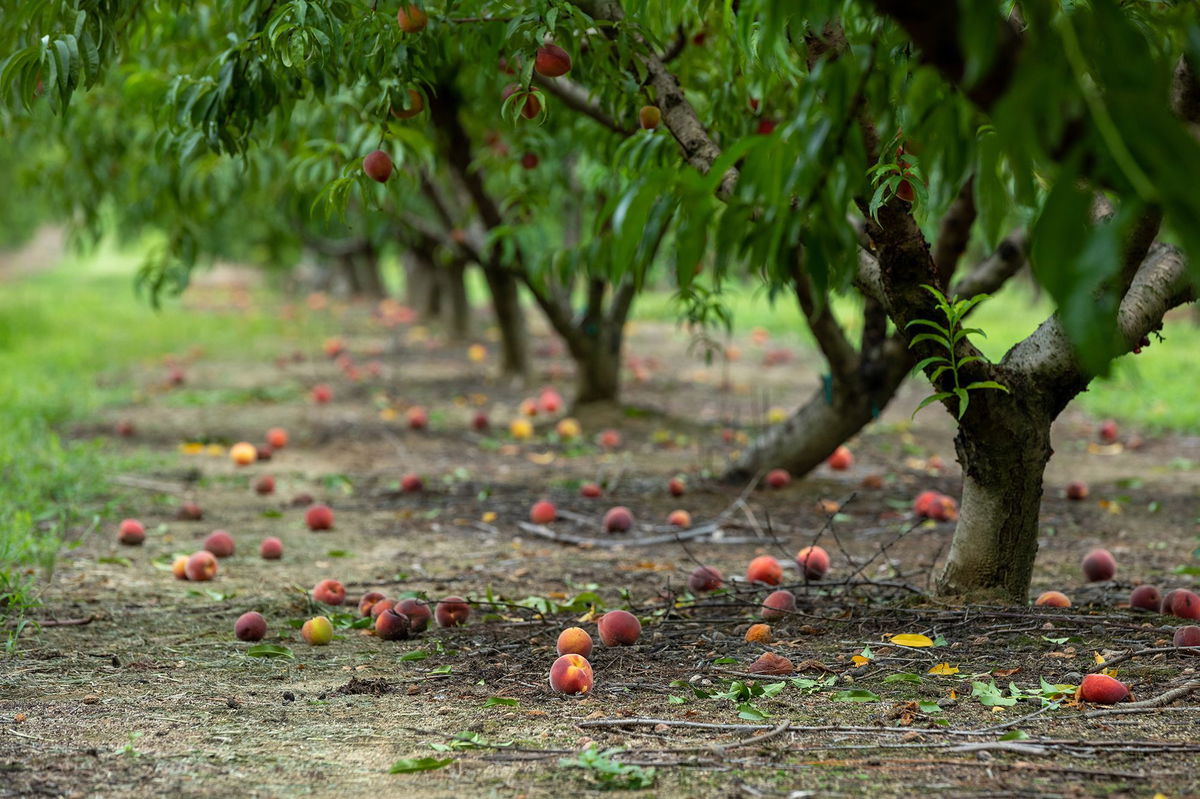 Peach State on course to run out of peaches