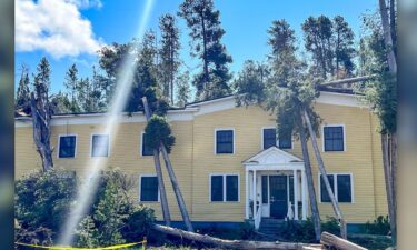 Tree damage at Yellowstone National Park after a windstorm swept through an area of the park Monday.