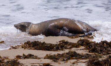 A sick sea lion is marked with paint and left in Redondo Beach