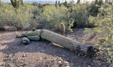 Saguaro cactuses that are stressed by extreme weather and lack of water can begin to rot from the inside and eventually lose limbs or collapse.