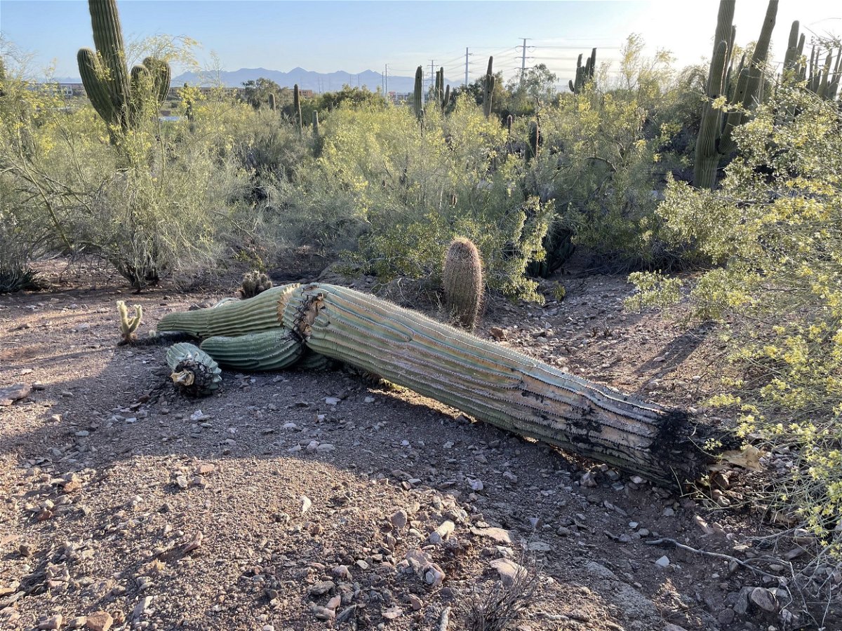 <i>Courtesy Desert Botanical Garden</i><br/>Saguaro cactuses that are stressed by extreme weather and lack of water can begin to rot from the inside and eventually lose limbs or collapse.