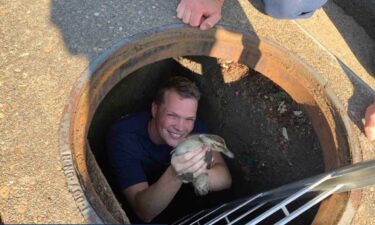 Little ducklings are back with their mama after being rescued from a storm drain by Clackamas firefighters.