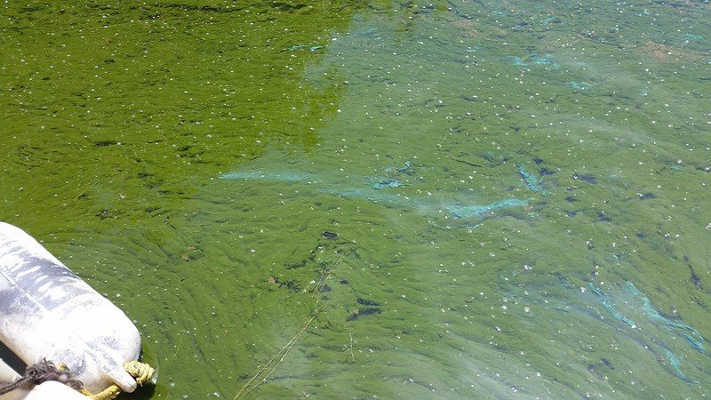 A massive late-stage algal bloom on Upper Klamath Lake. The turquoise color is algal pigments being released during cell death