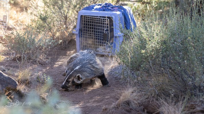 Male badger cub leaves crate, one of two orphaned, rescued and rehabilitated badgers released to the wild near Steens Mtn.