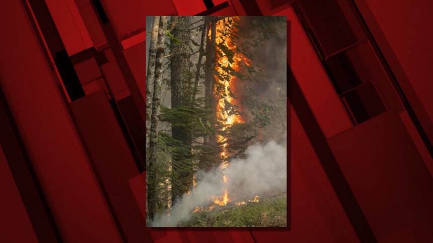 Bedrock Fire tree torching 821