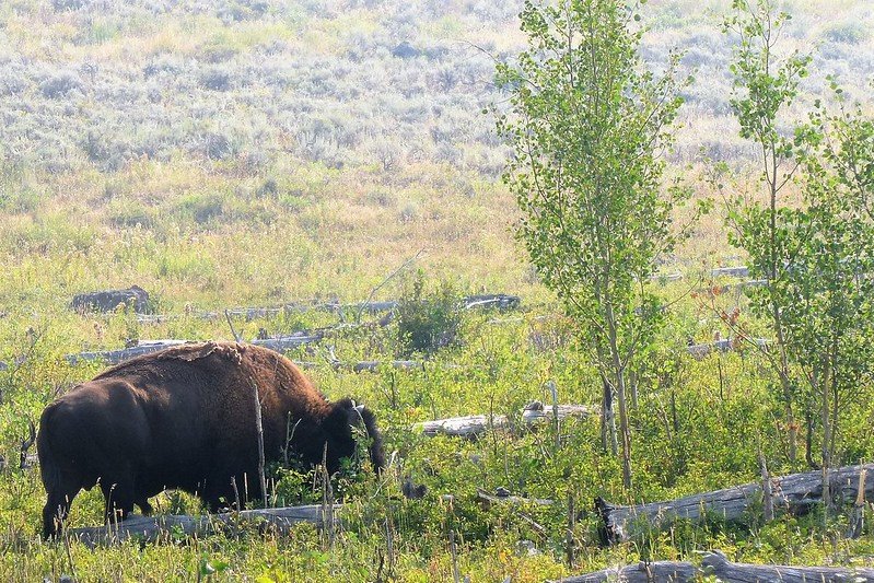 A bison bull breaking aspen saplings and eating aspen in the Lamar Valley in northern Yellowstone National Park. Overstory aspen trees have died and fallen to the ground as seen in the photo, and tall saplings have grown since the early 2000s