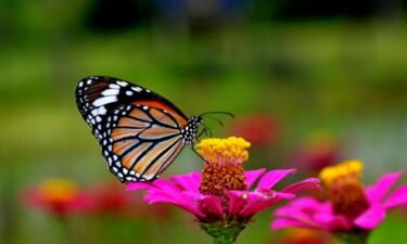 Plants that can attract butterflies