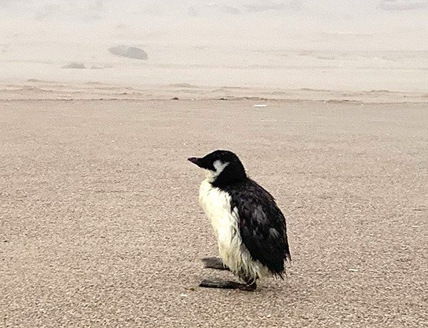 ODFW asks beachgoers to refrain from picking up dead or dying common murres