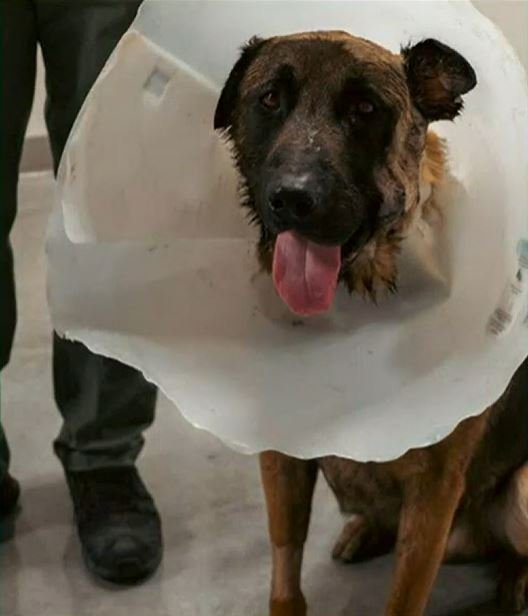 <i>LVMPD/KVVU</i><br/>The Las Vegas Metropolitan Police Department says K9 officer Diko has been released from the hospital after he was stabbed by a suspect.
