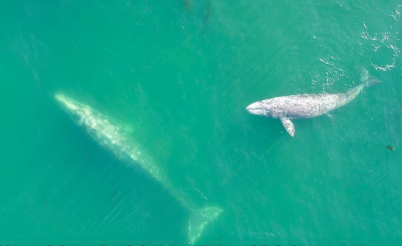 Image of gray whales, captured by drone off Oregon coast