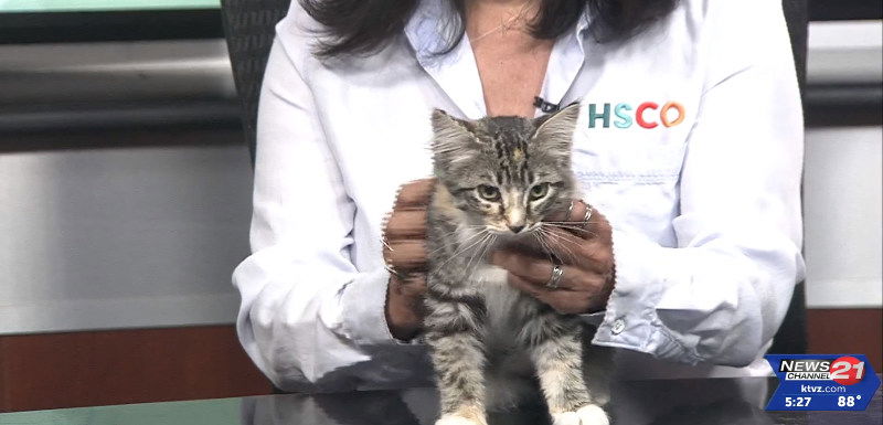 Pet Pals: Sega the kitten is a sweet new arrival at Humane Society of ...