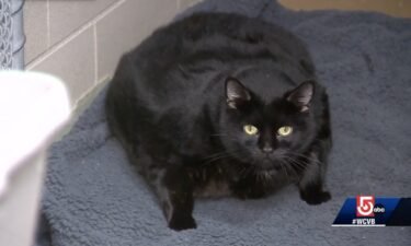 Volunteers are assisting staff members at the Animal Rescue League of Boston in their efforts to help two morbidly obese cats lose weight.