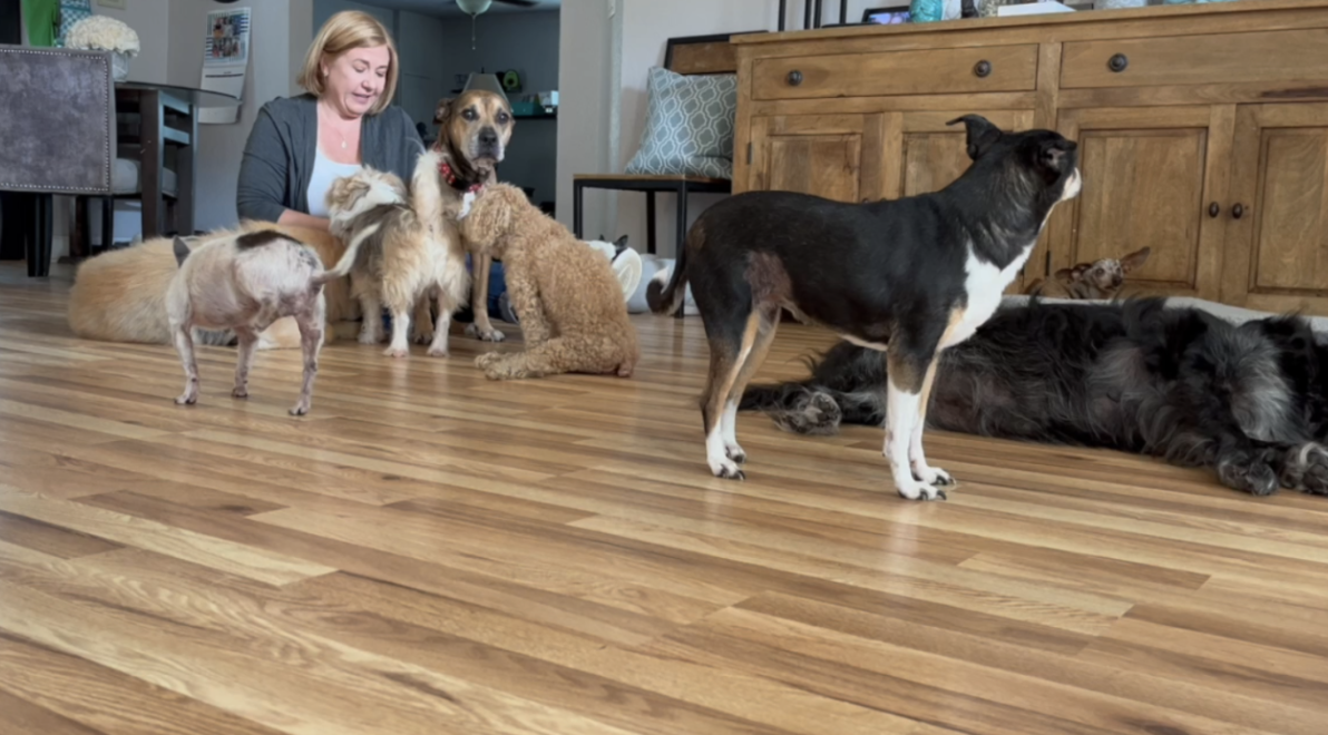 <i>WFTS</i><br/>Jennifer Langston runs a senior dog sanctuary called Golden Ears. Langston said she loves what she does
