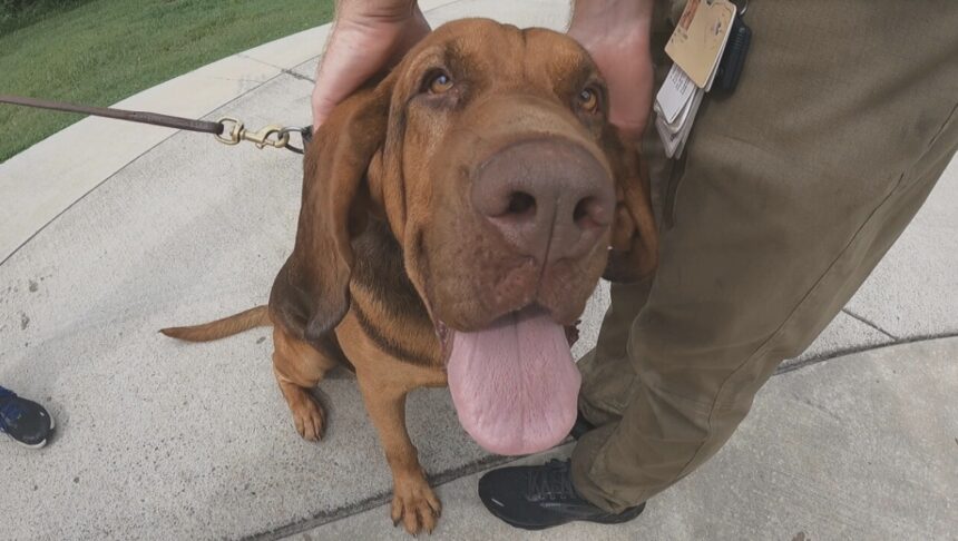 <i>WTVF</i><br/>Meet Hoss. Being a two-year-old bloodhound means the occasional towel needed for slobber