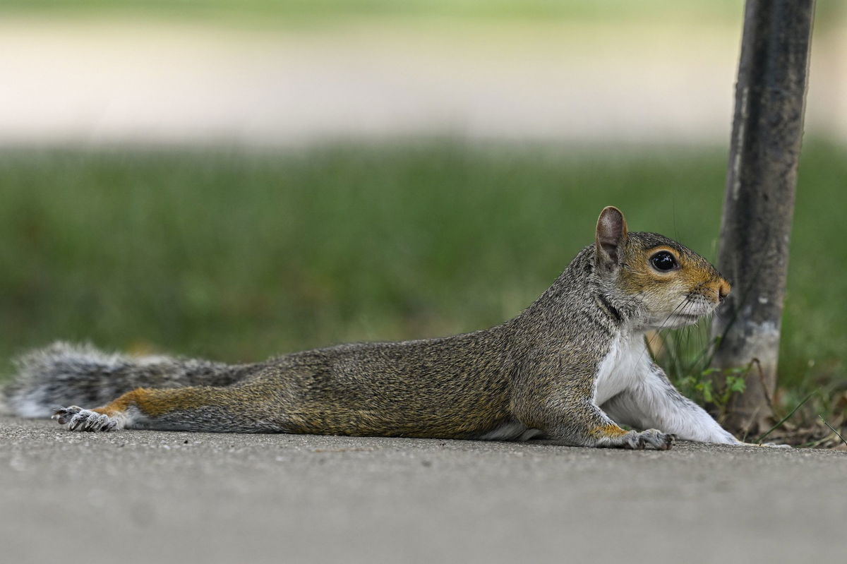 <i>Lianne B Loach/Moment RF/Getty Images</i><br/>Animals have evolved tactics to combat the heat and are relying on those behaviors to try to keep cool.