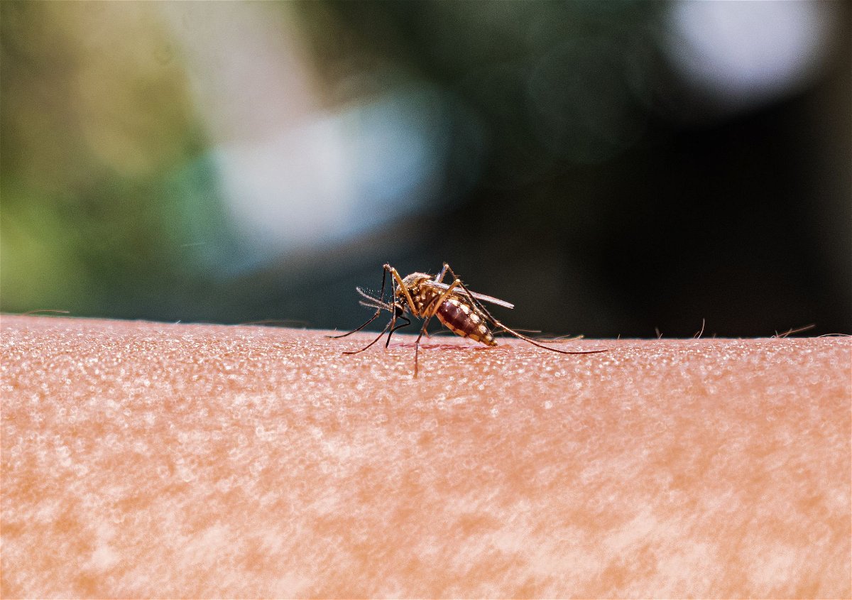 <i>Soumyabrata Roy/NurPhoto/Getty Images</i><br/>An adult female Anopheles mosquito bites a human body to begin its blood meal at Tehatta