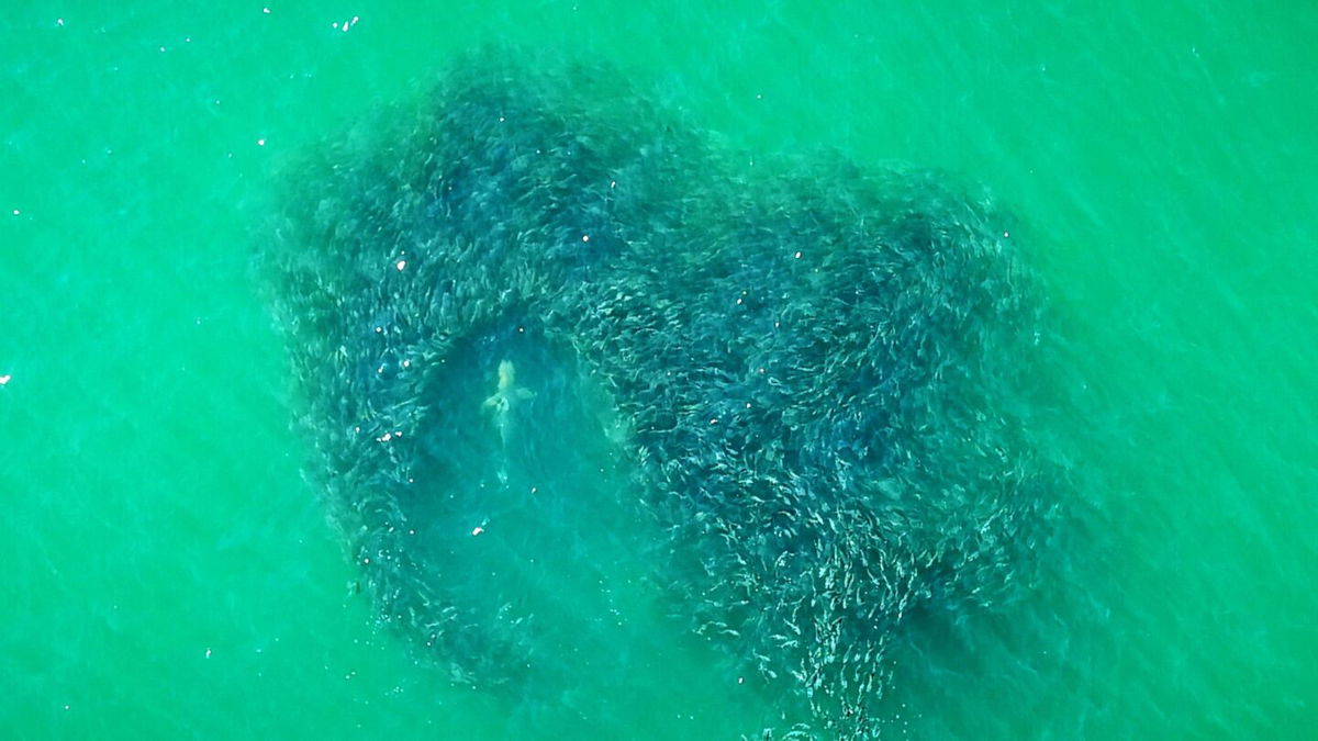 <i>New York State Park Police</i><br/>New York State Park Police officers are using drones to monitor for sharks off the coast of Long Island