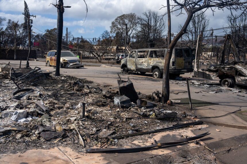 Cat Who Missing During Maui Fires Found Safe Near Destroyed Home