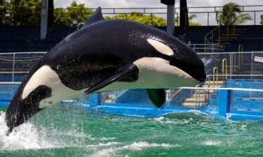 A 57-year-old killer whale named Lolita