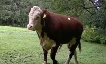 A bull has been on the loose for several days in Barrington Hills