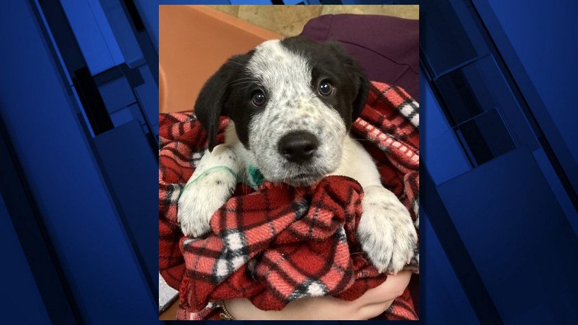 A pup named Ace urges you to visit the Humane Society of Central Oregon and find your new best friend