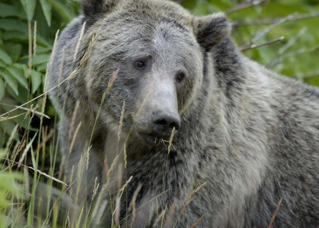 Female grizzly bear in Yellowstone eating grass