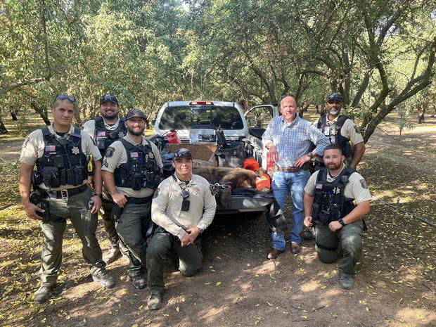 <i>Stanislaus County Sheriff's Office/KOVR</i><br/>The Stanislaus County Sheriff's Department and the California Department of Fish and Wildlife (CDFW) were able to capture and tranquilize the nearly 2-year-old female bear on Monday.