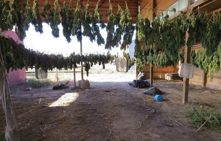 Marijuana plants hanging to dry at alleged illegal grow in Christmas Valley