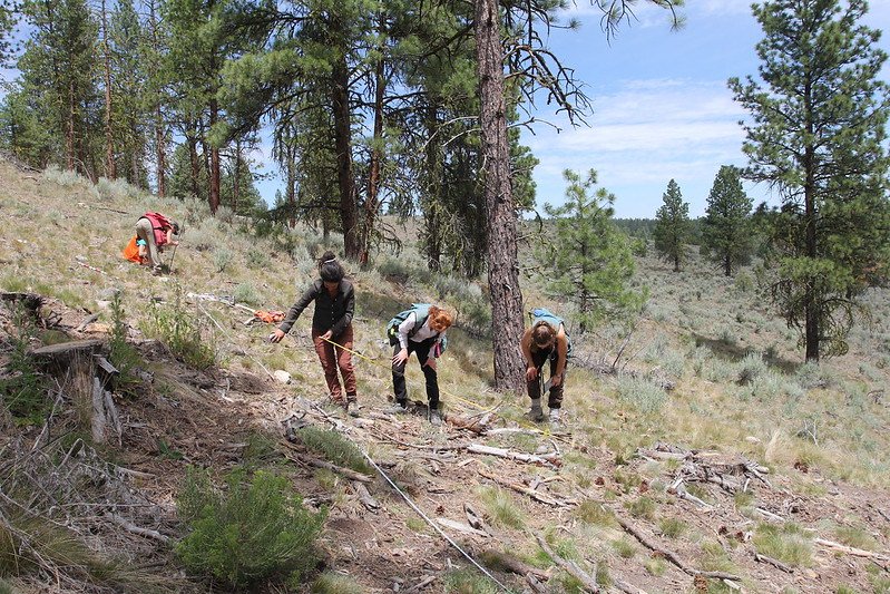 OSU field crew workers collect data in the Marshall Devine planning area in the Malheur National Forest in the southern Blue Mountains