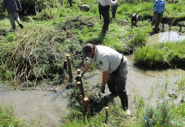 Nine organizations made beaver dam analogs in the Ochocos to help restore ripiarian vegetation for wildlife
