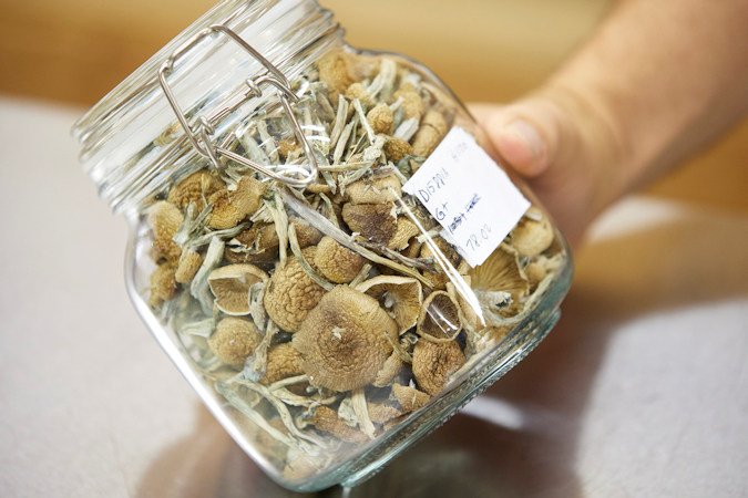 Gared Hansen shows psilocybin mushrooms that are ready for distribution in his Uptown Fungus lab in Springfield, Ore., on Monday, Aug. 14, 2023