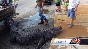 A Central Florida hunting guide and his team captured a gator that weighed 920 pounds and measured 13 feet 3 ¼ inches long.