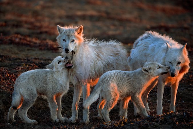 At Ellesmere Island, Nunavut, Canada, members of the Polygon pack greet one another. One pup nuzzles the pack's aging matriarch, White Scarf (far right). Nuzzling is a common method of greeting. A second pup is playfully biting a feather while nuzzling Slender Foot