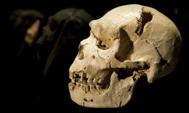 The cranium and mandible of Homo heidelbergensis
