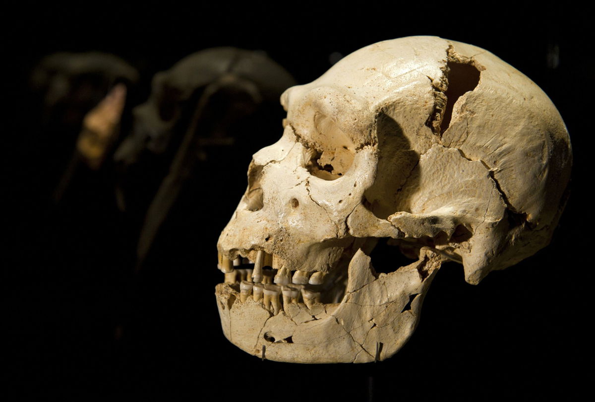 <i>Felix Ausin Ordonez/Reuters</i><br/>The cranium and mandible of Homo heidelbergensis