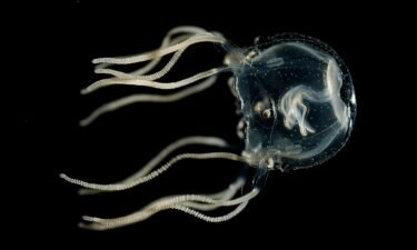After years of working with the Caribbean box jellyfish