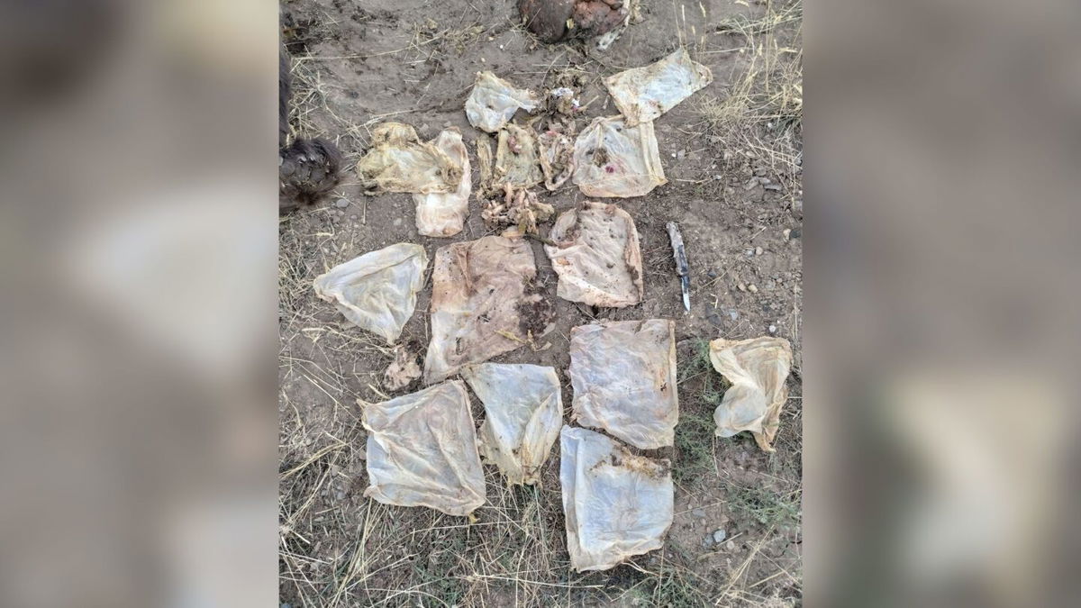 <i>Colorado Parks and Wildlife</i><br/>These wipes were removed from a bear that had to be euthanized by Colorado Parks and Wildlife.