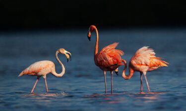 Flamingos feed and preen in Estero Bay Preserve State Park in Estero