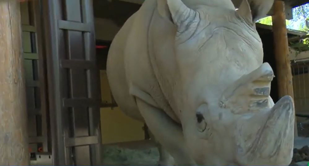 <i></i><br/>The Sacramento Zoo welcomed a 28-year-old southern white rhinoceros on Tuesday. Zoo officials said the rhino