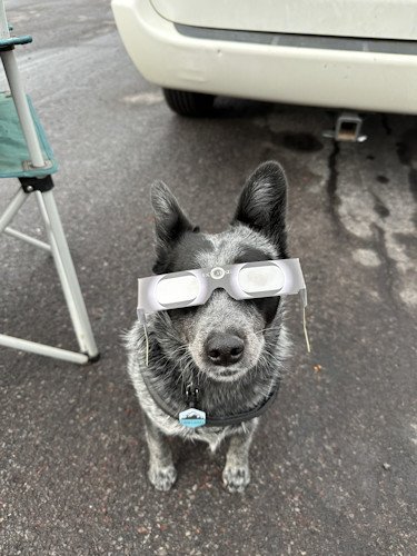 Doggie eclipse watcher Matt Zieminski 1014