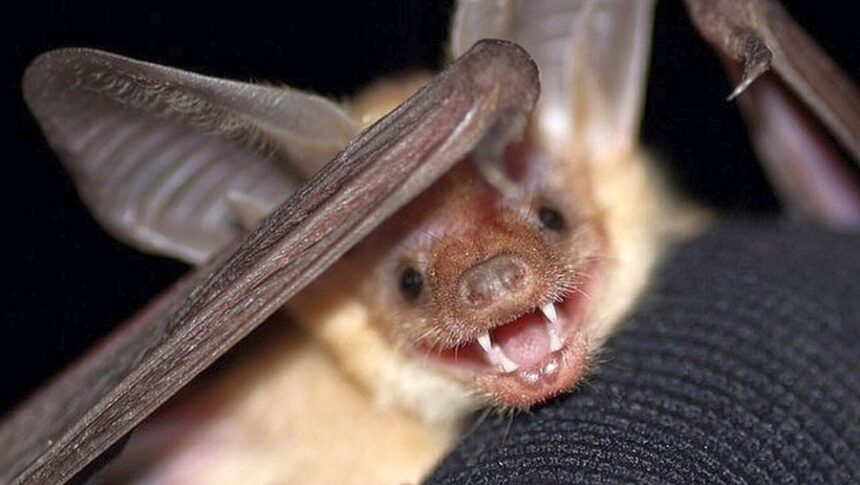 <i>USFWS/KSBW</i><br/>California now has a state bat just in time for Halloween.