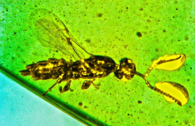 Caradiophyodus saradae micro-wasp