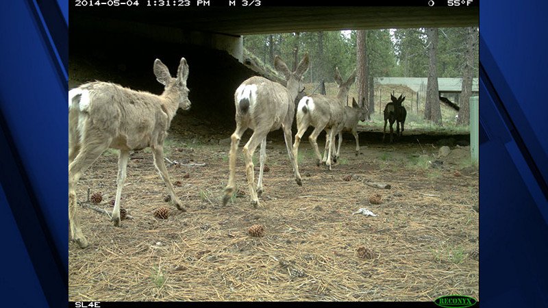 Mule deer using a wildlife undercrossing to safely pass under Highway 97