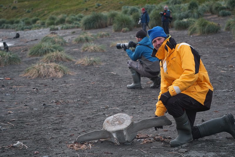 Oregon State University researcher Scott Baker with whale bone on South Georgia Islands