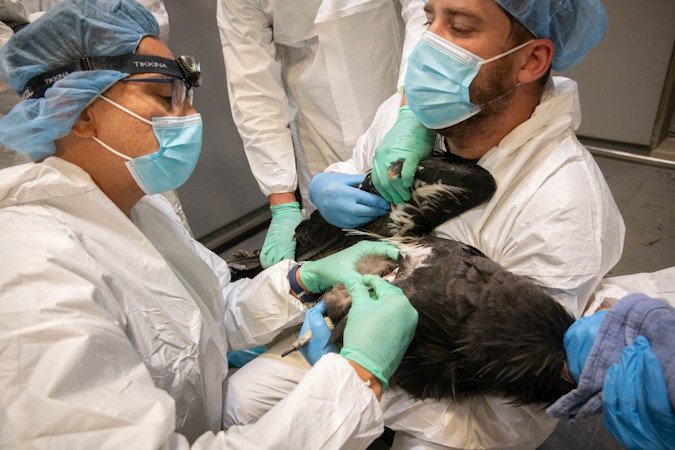  Dr. Carlos Sanchez, left, director of animal health at the Oregon Zoo, and Travis Koons, who oversees bird populations and northwest species recovery efforts at the zoo, administer vaccine to a California condor as part of a historic clinical trial